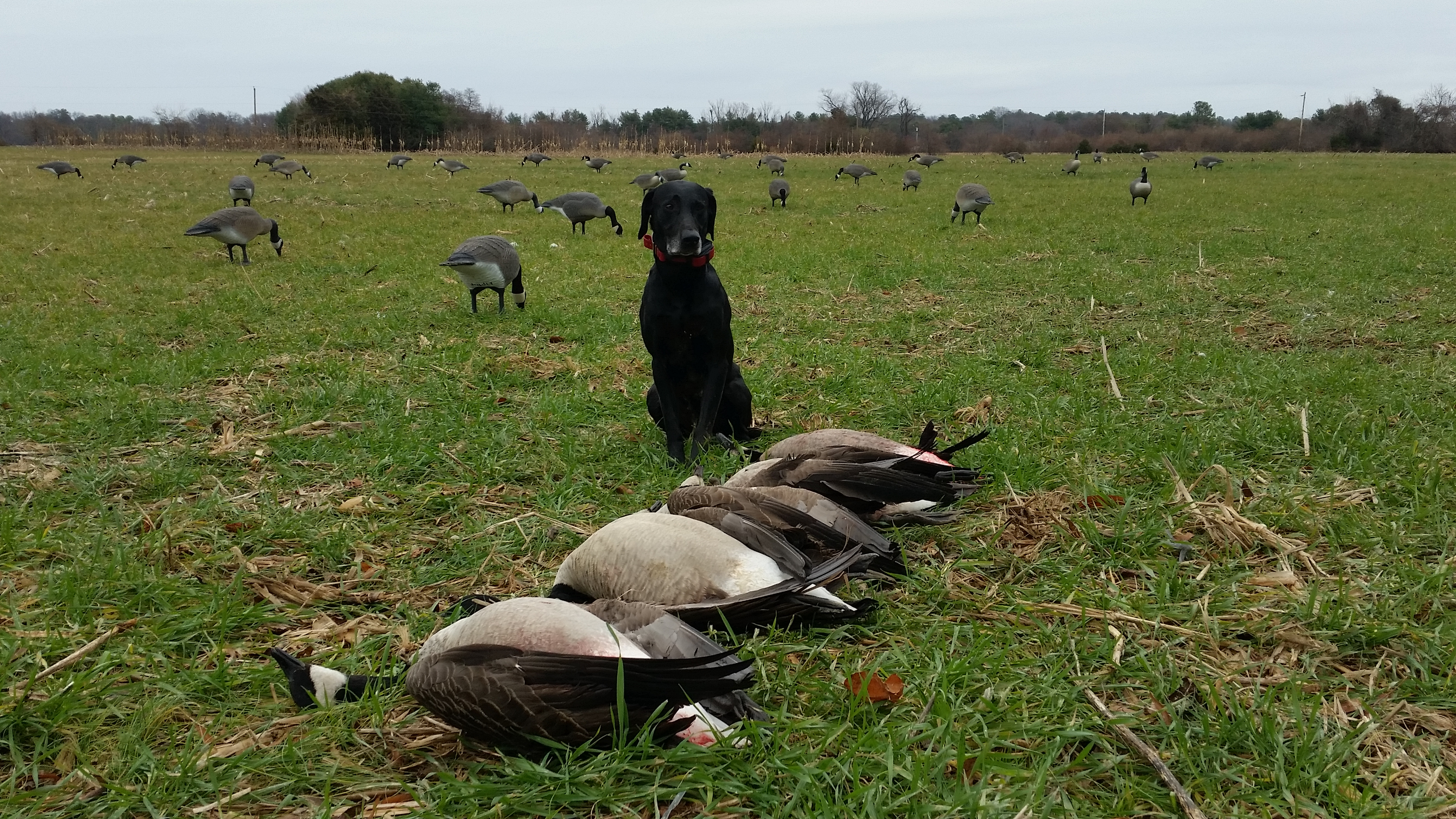 2016_2017_Hunting_Season/20161226_113724.jpg