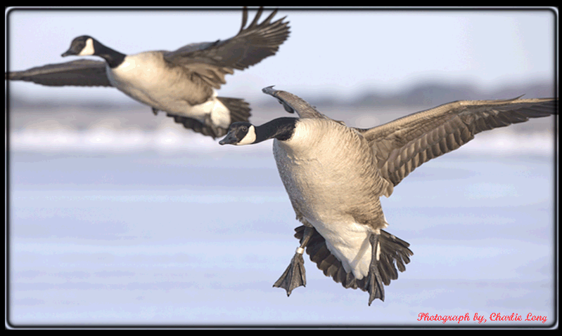 GalleryPage/goose-charlie-long.gif